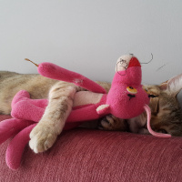 Tekir Kedi, Kedi  Gypsy fotoğrafı