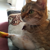 Tekir Kedi, Kedi  Gypsy fotoğrafı