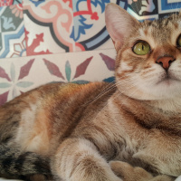 Tekir Kedi, Kedi  Gypsy fotoğrafı