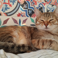 Tekir Kedi, Kedi  Gypsy fotoğrafı