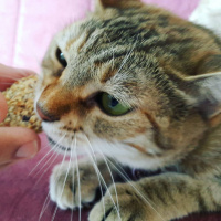Tekir Kedi, Kedi  Gypsy fotoğrafı