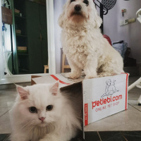 Chinchilla, Kedi  Vanilya fotoğrafı