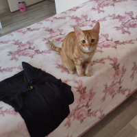 Tekir Kedi, Kedi  şeker fotoğrafı
