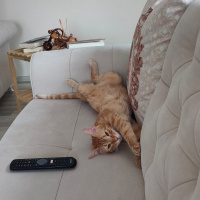 Tekir Kedi, Kedi  şeker fotoğrafı