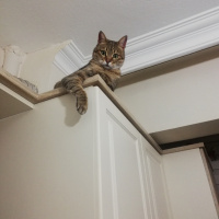 Tekir Kedi, Kedi  NUNA fotoğrafı