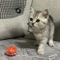 British Shorthair, Kedi  Bella fotoğrafı