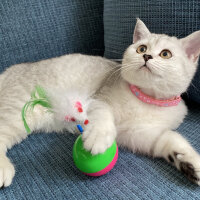 British Shorthair, Kedi  Alice fotoğrafı