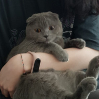 Scottish Fold, Kedi  LİLO fotoğrafı