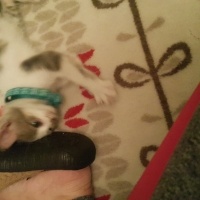 Tekir Kedi, Kedi  Gogo fotoğrafı