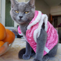 British Shorthair, Kedi  Cesur fotoğrafı