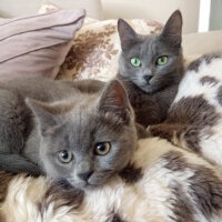 British Shorthair, Kedi  Cesur fotoğrafı