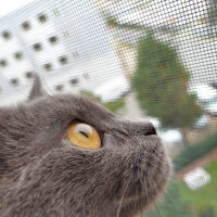 British Shorthair, Kedi  Cesur fotoğrafı