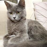 British Shorthair, Kedi  Cesur fotoğrafı