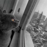 British Shorthair, Kedi  Cesur fotoğrafı