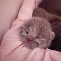 British Shorthair, Kedi  Cesur fotoğrafı