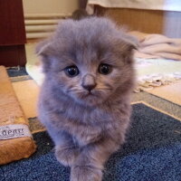 British Shorthair, Kedi  Cesur fotoğrafı