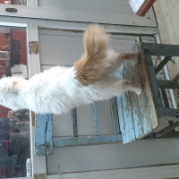 Tekir Kedi, Kedi  Darcia fotoğrafı