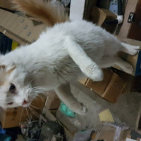 Tekir Kedi, Kedi  Darcia fotoğrafı