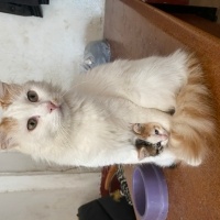 Tekir Kedi, Kedi  Darcia fotoğrafı