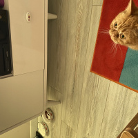 Exotic Shorthair, Kedi  Güneş fotoğrafı