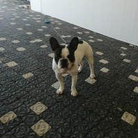 Fransız Bulldog, Köpek  Buti fotoğrafı