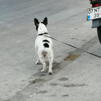 Fransız Bulldog, Köpek  Buti fotoğrafı