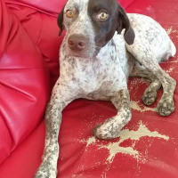 Alman Kısa Tüylü Pointer, Köpek  Dobi fotoğrafı