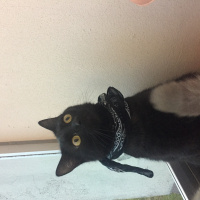 Tekir Kedi, Kedi  Tesla fotoğrafı