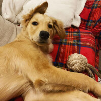 Golden Retriever, Köpek  Zeyno fotoğrafı