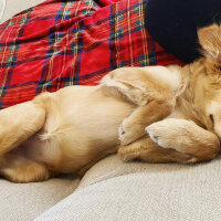 Golden Retriever, Köpek  Zeyno fotoğrafı