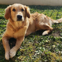 Golden Retriever, Köpek  Zeyno fotoğrafı