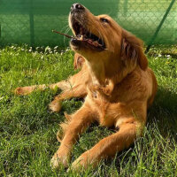 Golden Retriever, Köpek  Zeyno fotoğrafı