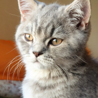 British Shorthair, Kedi  Pars fotoğrafı