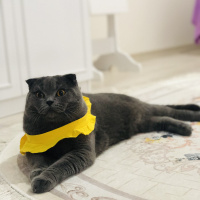 Scottish Fold, Kedi  Leo fotoğrafı
