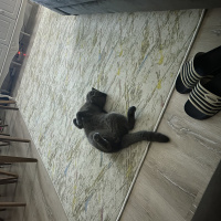 Scottish Fold, Kedi  Leo fotoğrafı