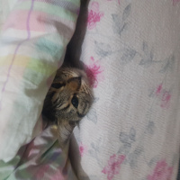 Tekir Kedi, Kedi  Balım fotoğrafı