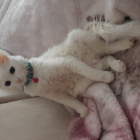 Ankara Kedisi, Kedi  Pamuk fotoğrafı