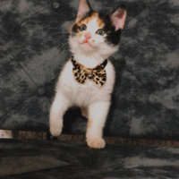 Tekir Kedi, Kedi  Şans fotoğrafı