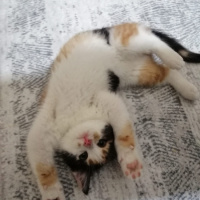 Tekir Kedi, Kedi  Şans fotoğrafı