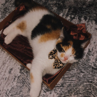 Tekir Kedi, Kedi  Şans fotoğrafı