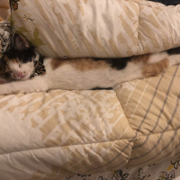 Tekir Kedi, Kedi  Şans fotoğrafı