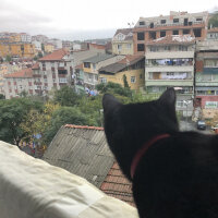 Bombay, Kedi  Shargo fotoğrafı