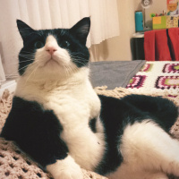 Tuxedo (Smokin) Kedi, Kedi  Pati fotoğrafı