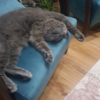 British Shorthair, Kedi  Simba fotoğrafı