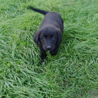 Alman Çoban Köpeği, Köpek  Leo ve katarina fotoğrafı