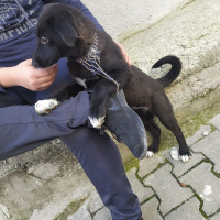 Alman Çoban Köpeği, Köpek  Leo ve katarina fotoğrafı