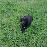 Alman Çoban Köpeği, Köpek  Leo ve katarina fotoğrafı