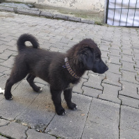 Alman Çoban Köpeği, Köpek  Leo ve katarina fotoğrafı