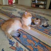 Exotic Shorthair, Kedi  SCHOTİSH EGZOTİK fotoğrafı