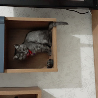 British Shorthair, Kedi  Incir fotoğrafı